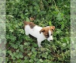 Small Photo #8 Jack Russell Terrier Puppy For Sale in BRIGGSDALE, CO, USA