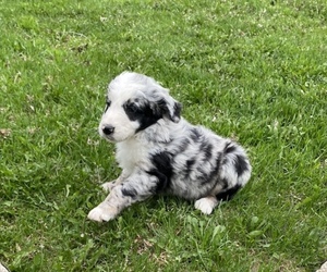 Aussiedoodle Puppy for Sale in ALMENA, Wisconsin USA