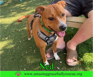 Ned - Male American Pit Bull Terrier-Unknown Mix Dog for Adoption - Photo #5