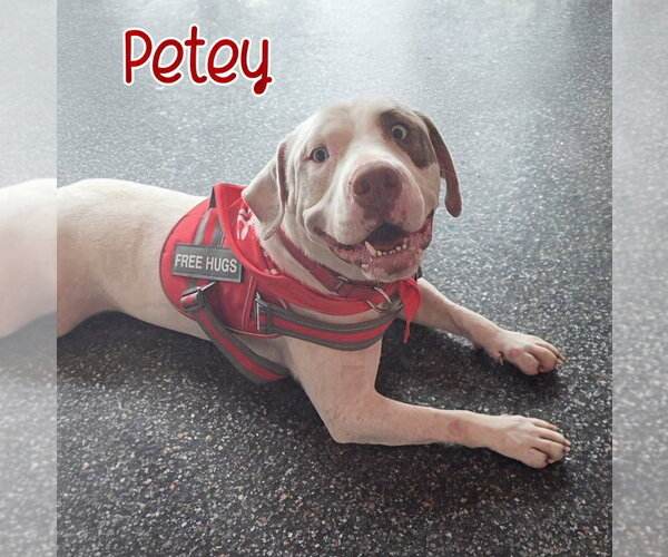 Medium Photo #6 Mutt Puppy For Sale in Port Clinton, OH, USA