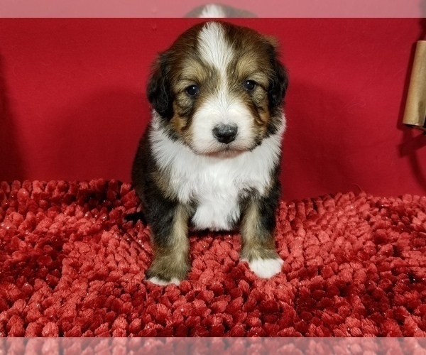 Full screen Photo #3 Bernedoodle Puppy For Sale in COLORADO SPRINGS, CO, USA