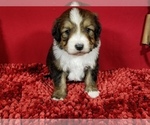 Small Photo #3 Bernedoodle Puppy For Sale in COLORADO SPRINGS, CO, USA