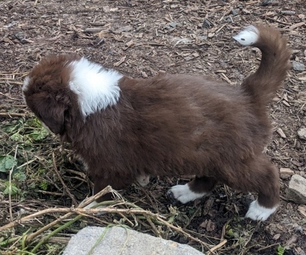Medium Photo #33 Border Collie Puppy For Sale in HARRISON, ID, USA