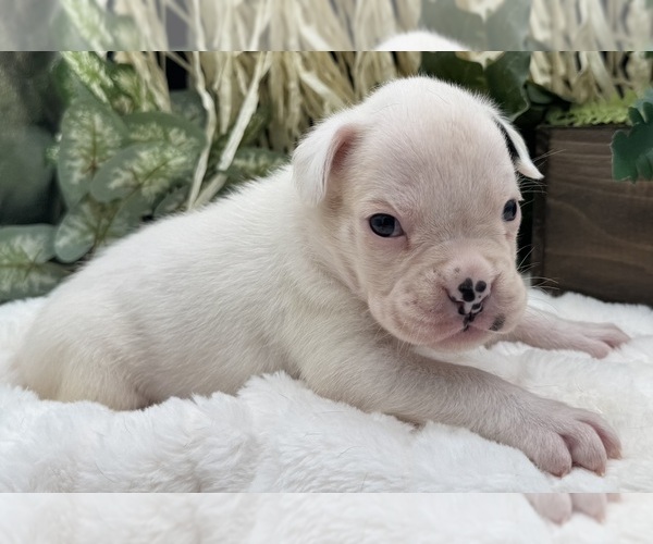 Medium Photo #6 Boxer Puppy For Sale in PAWNEE CITY, NE, USA