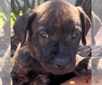 Puppy Magenta Mastiff