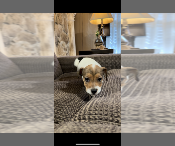 Medium Photo #3 Jack Russell Terrier Puppy For Sale in ALTOONA, FL, USA