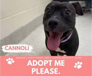 American Pit Bull Terrier Dogs for adoption in Saginaw, MI, USA