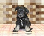 Small #2 Schnauzer (Miniature)