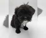 Small #4 Shorkie Tzu