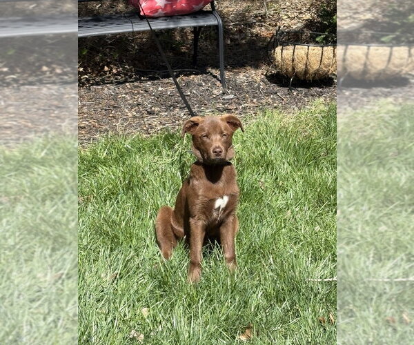 Medium Photo #2 Labrador Retriever-Unknown Mix Puppy For Sale in Aurora, IN, USA