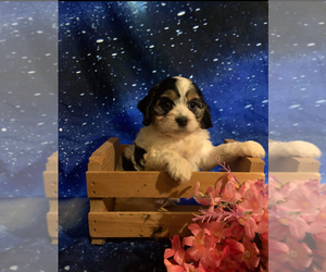 Cocker Spaniel-Poodle (Miniature) Mix Puppy for sale in INDIANAPOLIS, IN, USA