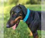 Small #1 Doberman Pinscher