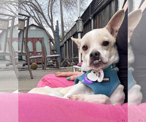 Chihuahua-Unknown Mix Dogs for adoption in Pittsburg, CA, USA