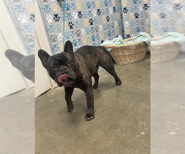 Medium Photo #1 French Bulldog Puppy For Sale in Rosenberg, TX, USA