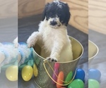 Puppy 4 Poodle (Standard)