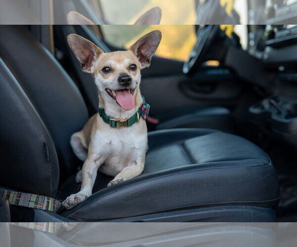 Medium Photo #10 Chihuahua Puppy For Sale in Sandy, UT, USA