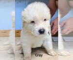 Puppy Gray Great Pyrenees