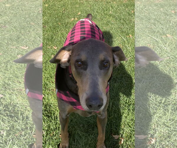 Medium Photo #4 Doberman Pinscher Puppy For Sale in Minneaoplis, MN, USA