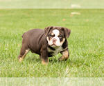 Small #7 English Bulldog-Olde English Bulldogge Mix