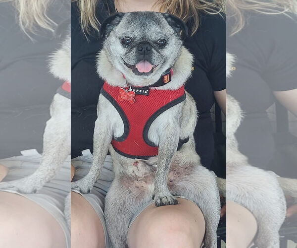 Medium Photo #7 Pug Puppy For Sale in San Diego, CA, USA