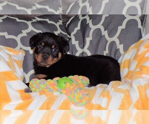 Rottweiler Puppy for sale in FREDERICKSBG, OH, USA