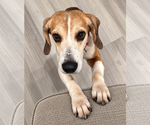 Small #9 Beagle Mix