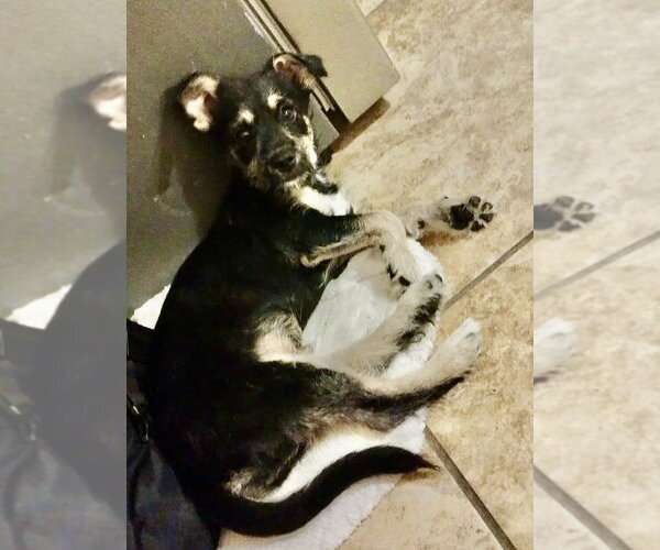 Medium Photo #3 Mutt Puppy For Sale in San Diego, CA, USA