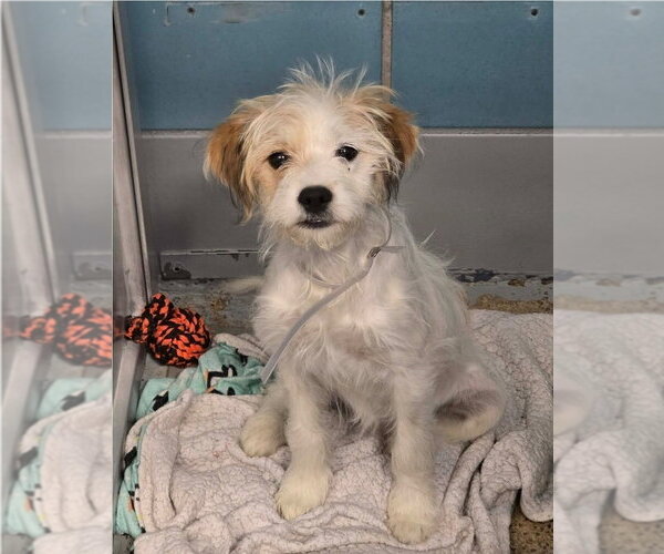Medium Photo #1 Jack Russell Terrier-Unknown Mix Puppy For Sale in Lakewood, CO, USA
