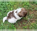 Puppy Puppy 1 Shih Tzu