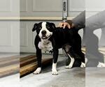 Small American Staffordshire Terrier Mix