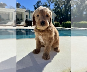 Goldendoodle Puppy for Sale in DELAND, Florida USA