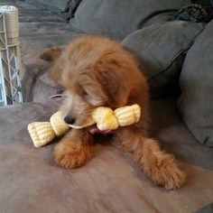 Goldendoodle-Poodle (Miniature) Mix Puppy for sale in DAYTON, OH, USA