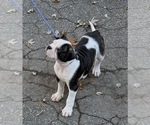 Small #7 American Bulldog