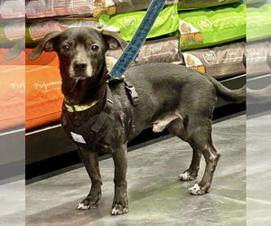 Chihuahua Dogs for adoption in St. Louis Park, MN, USA