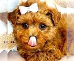Puppy Puppy 4 Poodle (Toy)