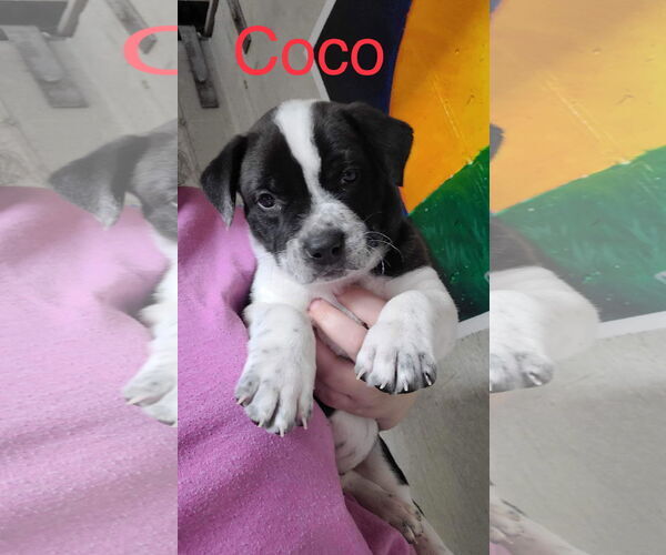 Medium Photo #12 Labrador Retriever-Red Heeler Mix Puppy For Sale in Stover, MO, USA