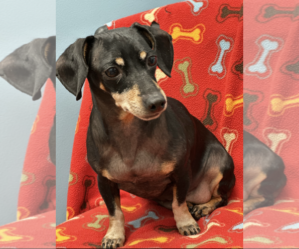 Medium Photo #1 Dachshund Puppy For Sale in Weston, FL, USA