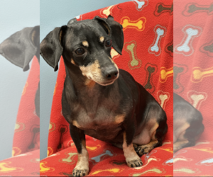 Dachshund Dogs for adoption in Weston, FL, USA