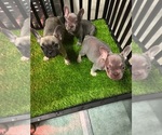Small #1 French Bulldog