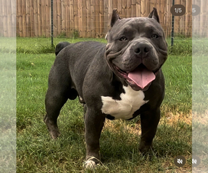 American Bully Puppy for sale in CONWAY, SC, USA
