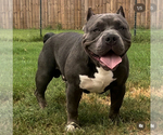 Small American Bully