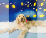 Small Photo #1 Goldendoodle Puppy For Sale in WACO, TX, USA