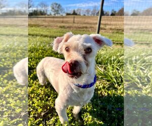 Poodle (Miniature)-Unknown Mix Dogs for adoption in Pacolet, SC, USA