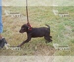 Small Photo #8 Labrador Retriever Puppy For Sale in SANGER, TX, USA
