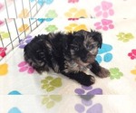 Connor - Male Yorkipoo Puppy for Sale - Small photo