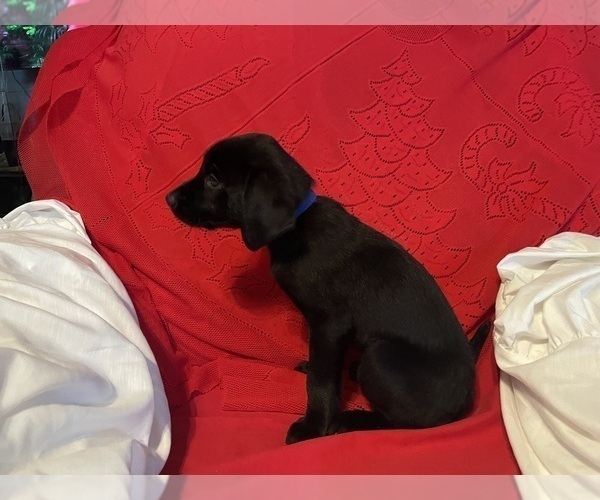 Medium Photo #10 Labrador Retriever Puppy For Sale in REDDING, CA, USA