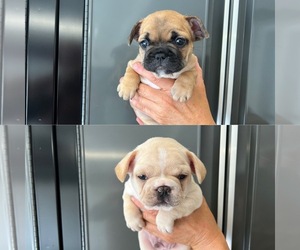 French Bulldog Puppy for Sale in SAN JOSE, California USA