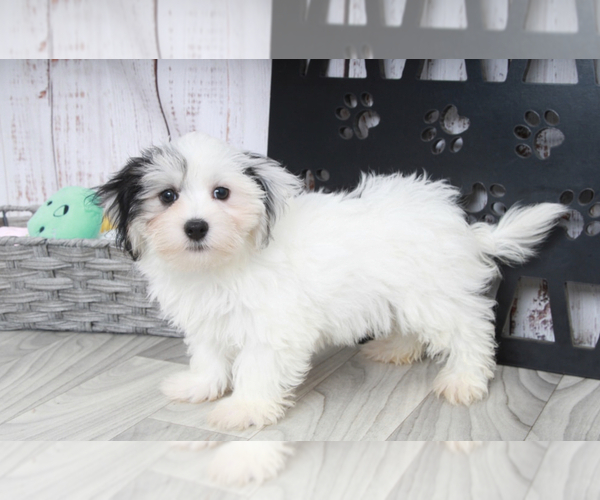 Medium Photo #1 Havamalt Puppy For Sale in MARIETTA, GA, USA