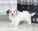 Small Photo #1 Havamalt Puppy For Sale in MARIETTA, GA, USA