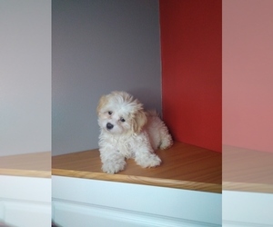 Poodle (Miniature)-ShihPoo Mix Puppy for sale in INDIANAPOLIS, IN, USA